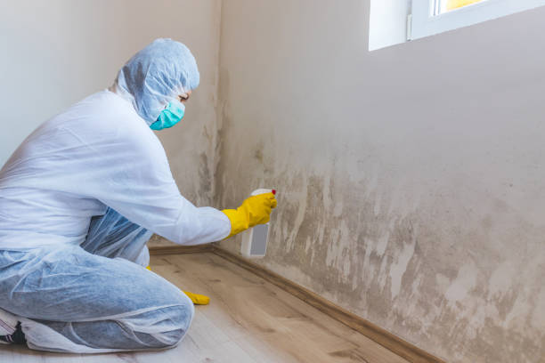 Licensed Black Mold Removal service in Southborough, MA - WQB Mold Removal