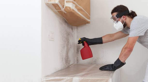 Professional Black Mold Removal technician working in Southborough, MA