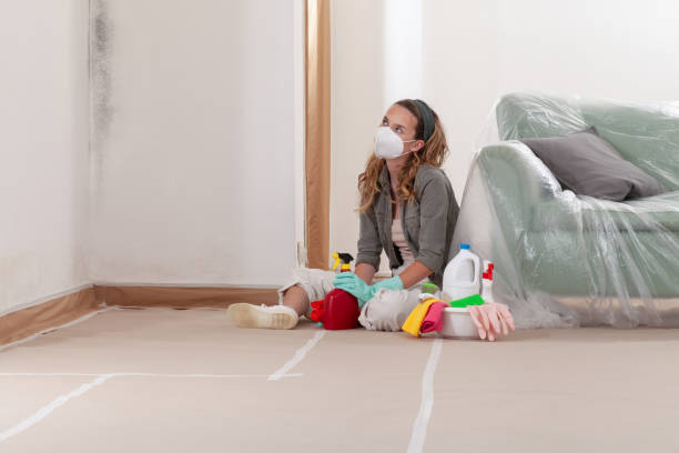 Trusted Black Mold Removal service in Southborough, MA - WQB Mold Removal