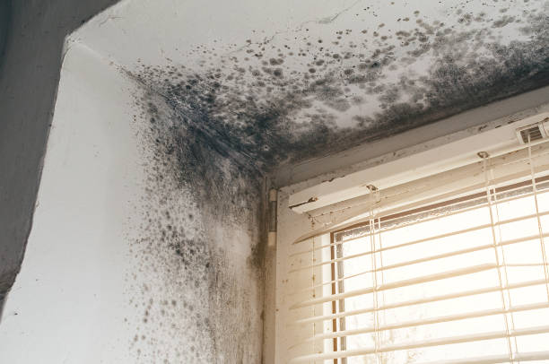Affordable Black Mold Removal solutions in Southborough, MA
